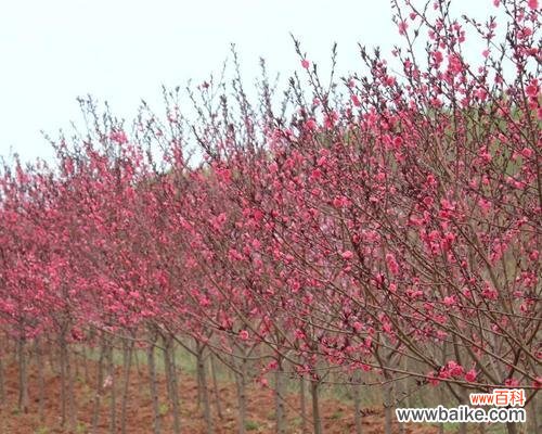 春风吹拂下 红叶碧桃的花语——爱与希望