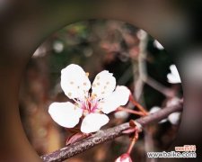 红叶李的花语及其象征意义 红叶李的花语探秘