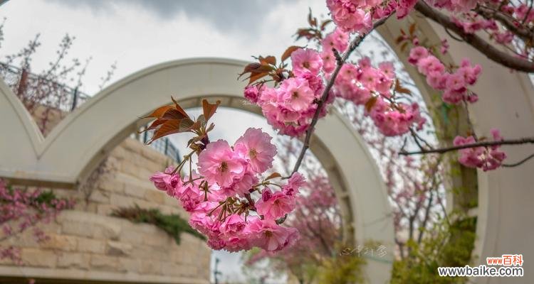 秋叶纷纷 红叶樱花花语——秋意盎然的美丽寓意
