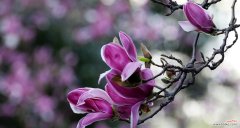 品味花海中的红玉兰 红玉兰花语——寓意与象征