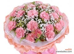 探寻花环菊的深刻象征与情感表达 花环菊的花语及其含义