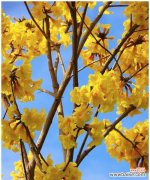 黄花风铃木 黄花风铃木的花语