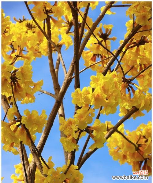 黄花风铃木 黄花风铃木的花语