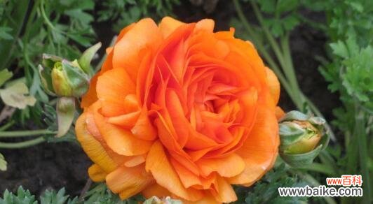 揭示花毛茛的传统意义和现代象征 花毛茛的花语与象征意义