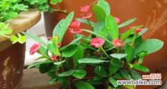 探寻虎刺梅花的文化内涵与寓意 虎刺梅花