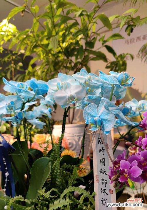 黄色兰花的花语寓意有何深意?