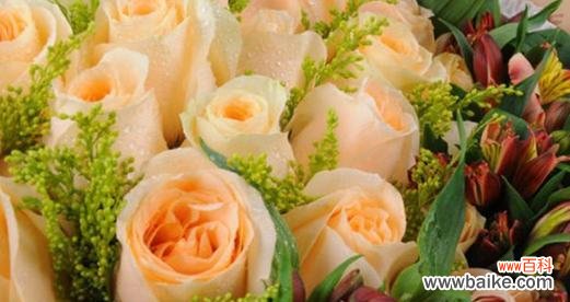 香槟金色衬衫代表什么？它的花语有何含义？