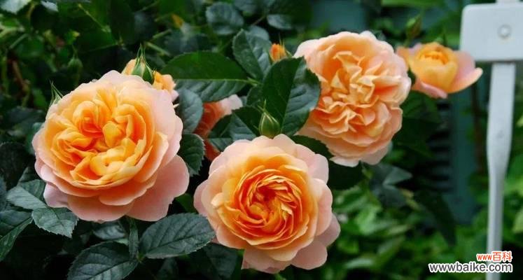 芭比花的寓意和花语是什么?