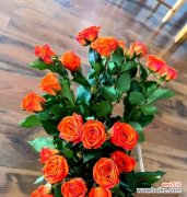 芭比花的寓意和花语是什么？