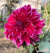 红薯花盆栽的花语和寓意是什么？