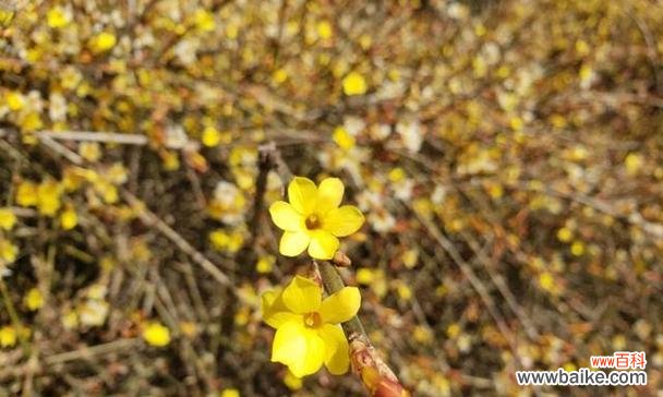 变异花语在播放中代表什么？