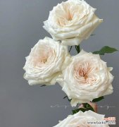 变异花语在播放中代表什么？