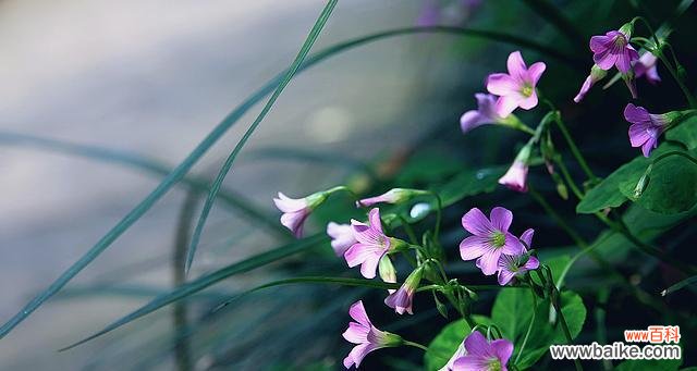 变异花语在播放中代表什么？