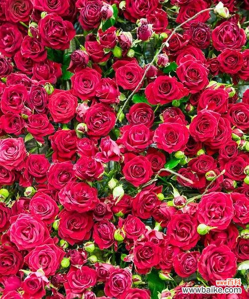 9朵玫瑰在风水中代表什么?寓意有哪些?