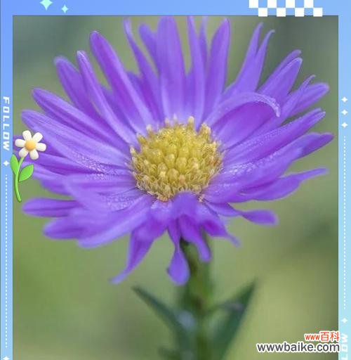 哪种花的花语代表智慧？