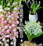 哪种花的花语代表智慧？