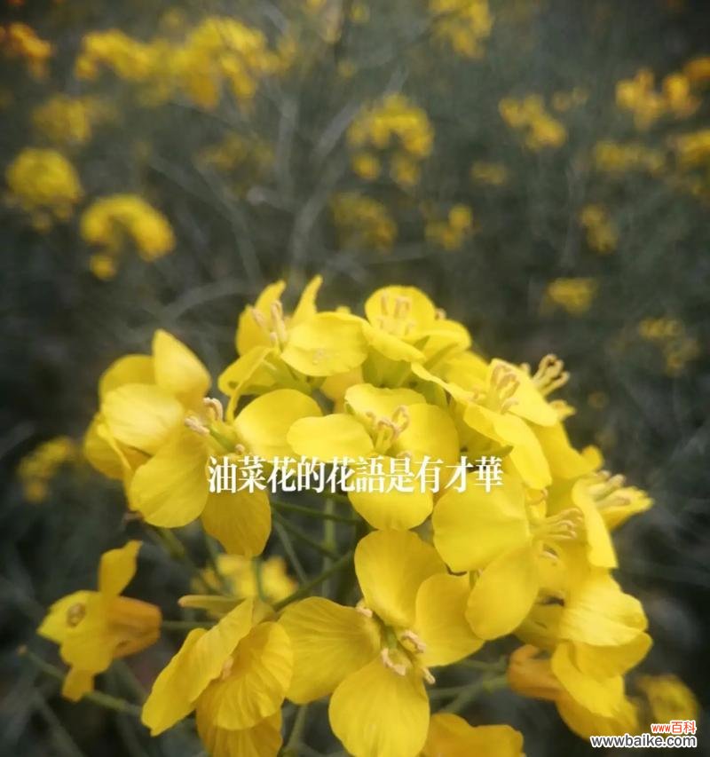 伟大的花有什么花语？