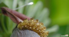 香蕉象征着哪些积极的花语？