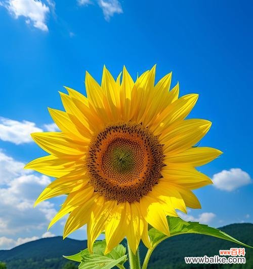 香蕉象征着哪些积极的花语？