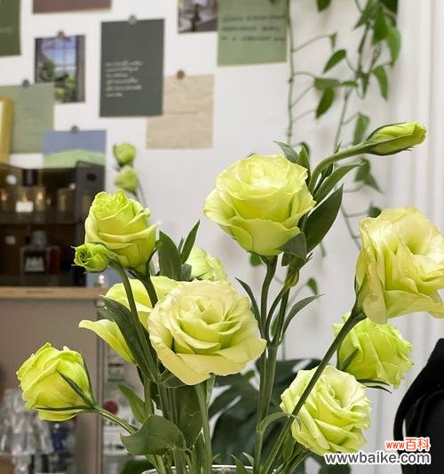 哪种花的花语代表家庭幸福？家庭幸福的花语是什么？