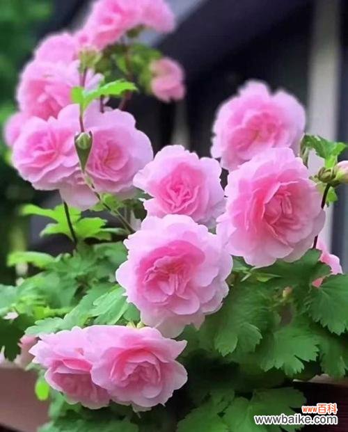 哪种花的花语代表家庭幸福？家庭幸福的花语是什么？