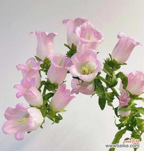 风铃花语的含义与寓意能告诉我们什么？