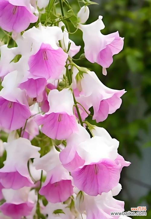 风铃花语的含义与寓意能告诉我们什么？