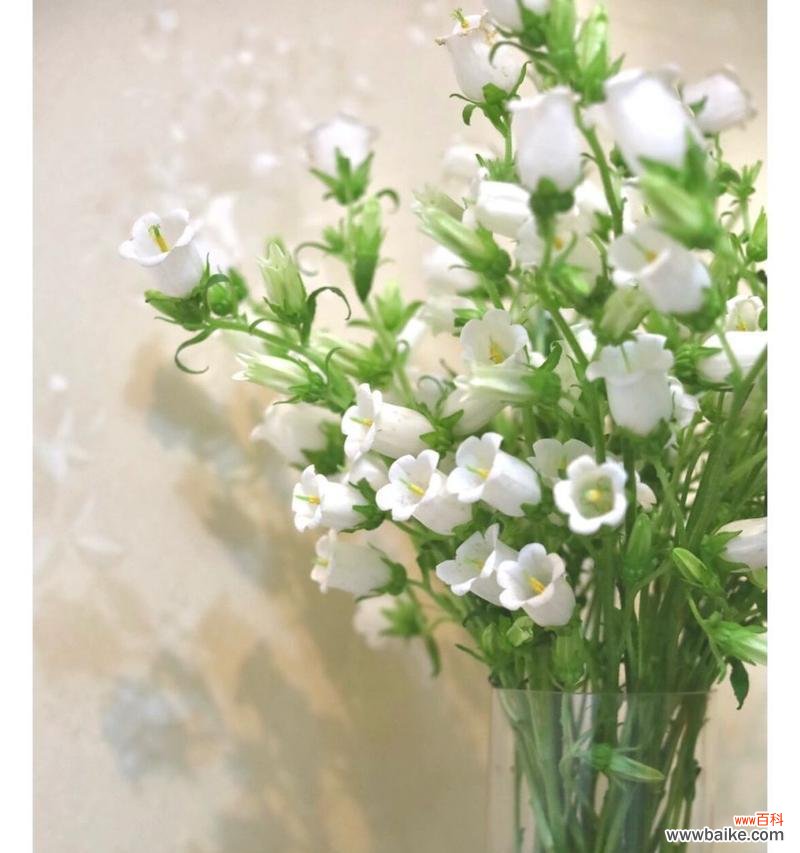 风铃花语的含义与寓意能告诉我们什么？