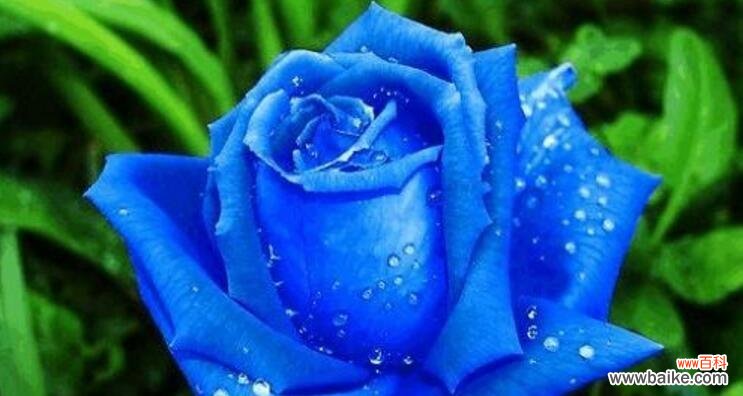 几朵蓝色妖姬代表什么花语？蓝色妖姬在花语中通常意味着什么？
