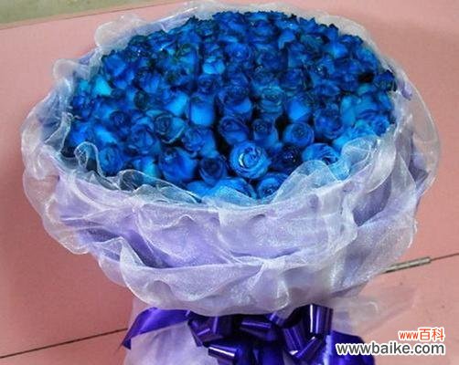 几朵蓝色妖姬代表什么花语？蓝色妖姬在花语中通常意味着什么？