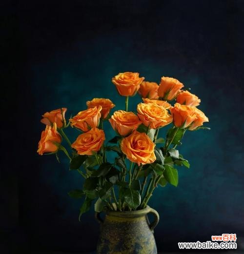 黄玫瑰和茉莉搭配的花语是什么？