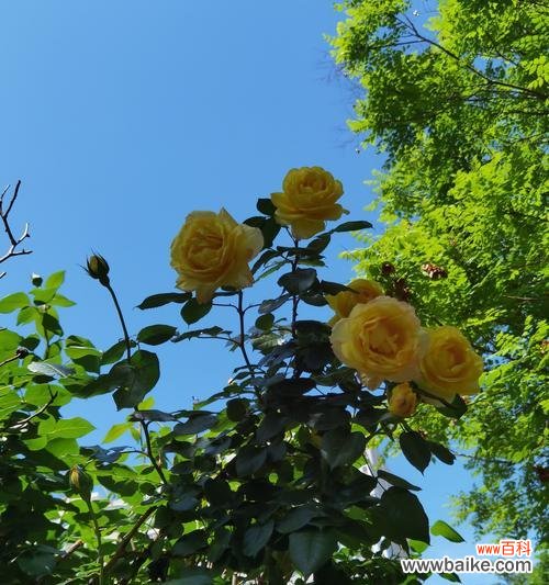 黄玫瑰和茉莉搭配的花语是什么？