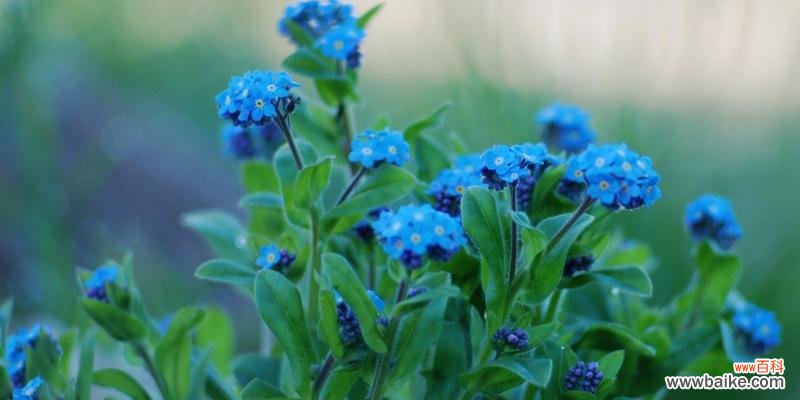 探索绣线菊花语的深层含义，了解李叶绣线菊的美丽寓意 李叶绣线菊的花语与美丽寓意