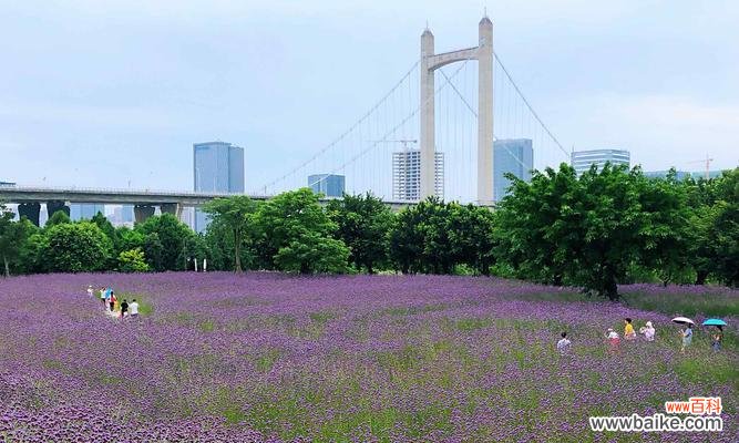 探寻柳叶马鞭草的花语，揭示坚韧与希望的意义 柳叶马鞭草花语