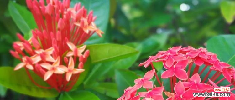 探寻龙船花的神秘之美 龙船花的花语和寓意