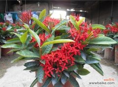 探寻龙船花的神秘之美 龙船花的花语和寓意