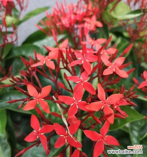 探寻龙船花的神秘之美 龙船花的花语和寓意