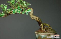 以美丽的花朵诠释坚毅与希望 六月雪的花语