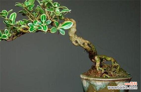 以美丽的花朵诠释坚毅与希望 六月雪的花语