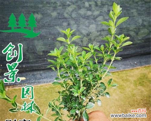 以美丽的花朵诠释坚毅与希望 六月雪的花语