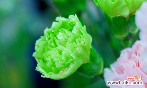 探索康乃馨花束中的生机与希望 绿色康乃馨的花语