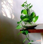 探寻绿萝的花语，了解它所传达的意义 绿萝的花语与寓意