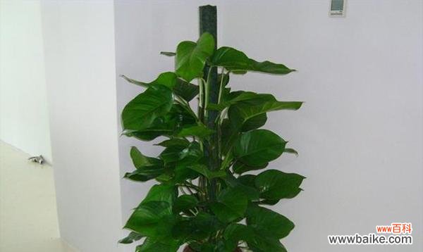 探寻绿萝的花语,了解它所传达的意义 绿萝的花语与寓意