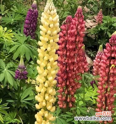 探索鲁冰花花语的深层含义 鲁冰花的花语及其寓意