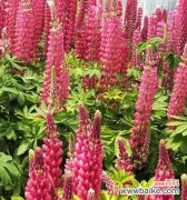 探索鲁冰花花语的深层含义 鲁冰花的花语及其寓意