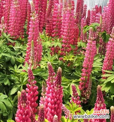 探索鲁冰花花语的深层含义 鲁冰花的花语及其寓意