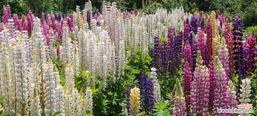 探索鲁冰花花语的深层含义 鲁冰花的花语及其寓意