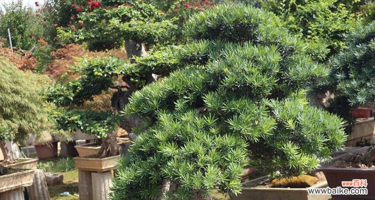 抵御外界诱惑,追求内心真正的自由 以罗汉松的力量,坚守内心的寓意