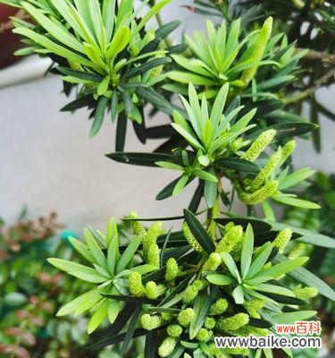 抵御外界诱惑,追求内心真正的自由 以罗汉松的力量,坚守内心的寓意