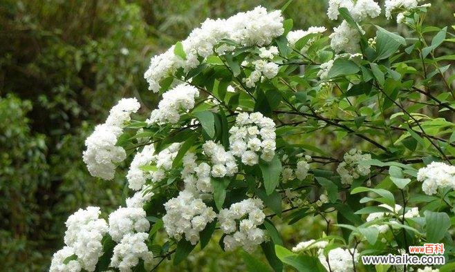 探索麻叶绣线菊的花语之美 麻叶绣线菊花语的深意